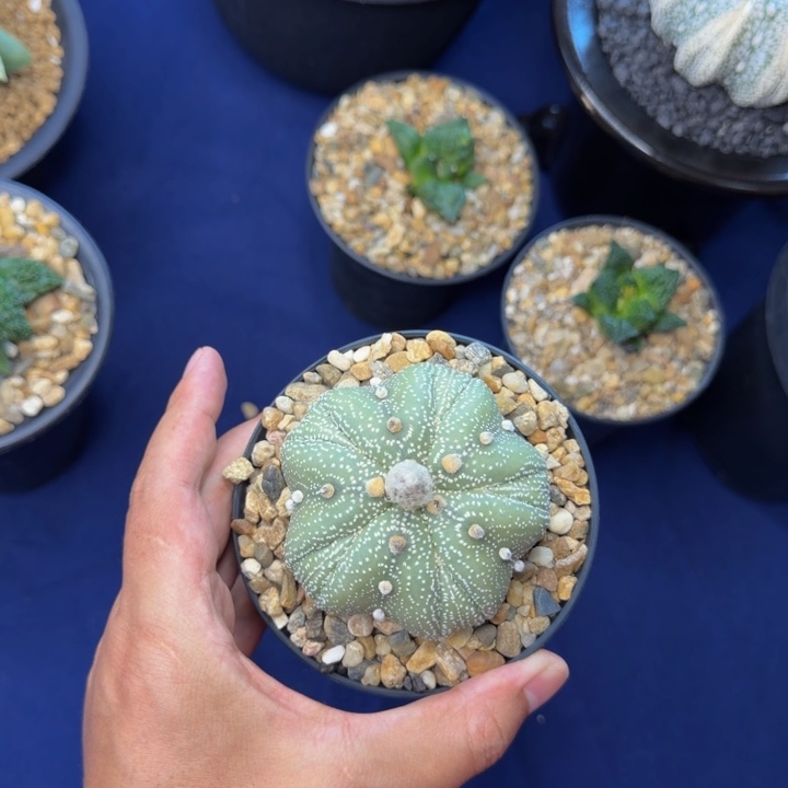 巨大矮型泰奇蝴蝶