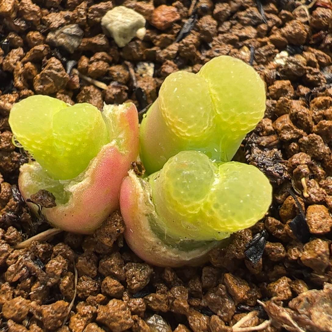 821多肉植物百科