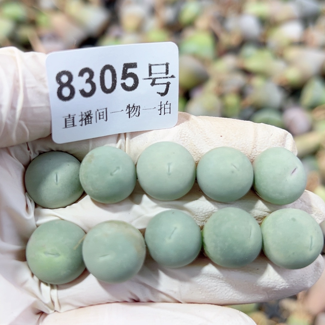 8305两年鸽子蛋10个1.2cm左右有点小特价