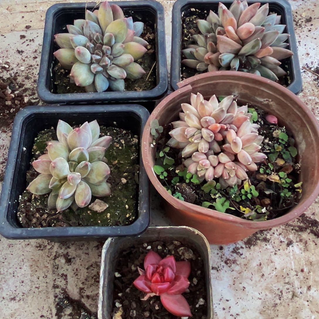 桔云多肉美人精品系列