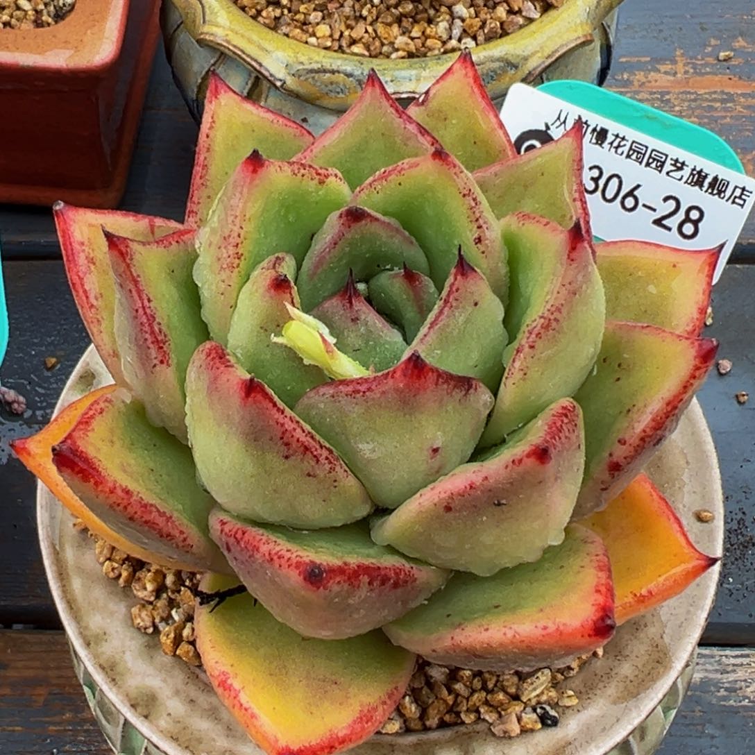 从前慢多肉精选编号0306.28