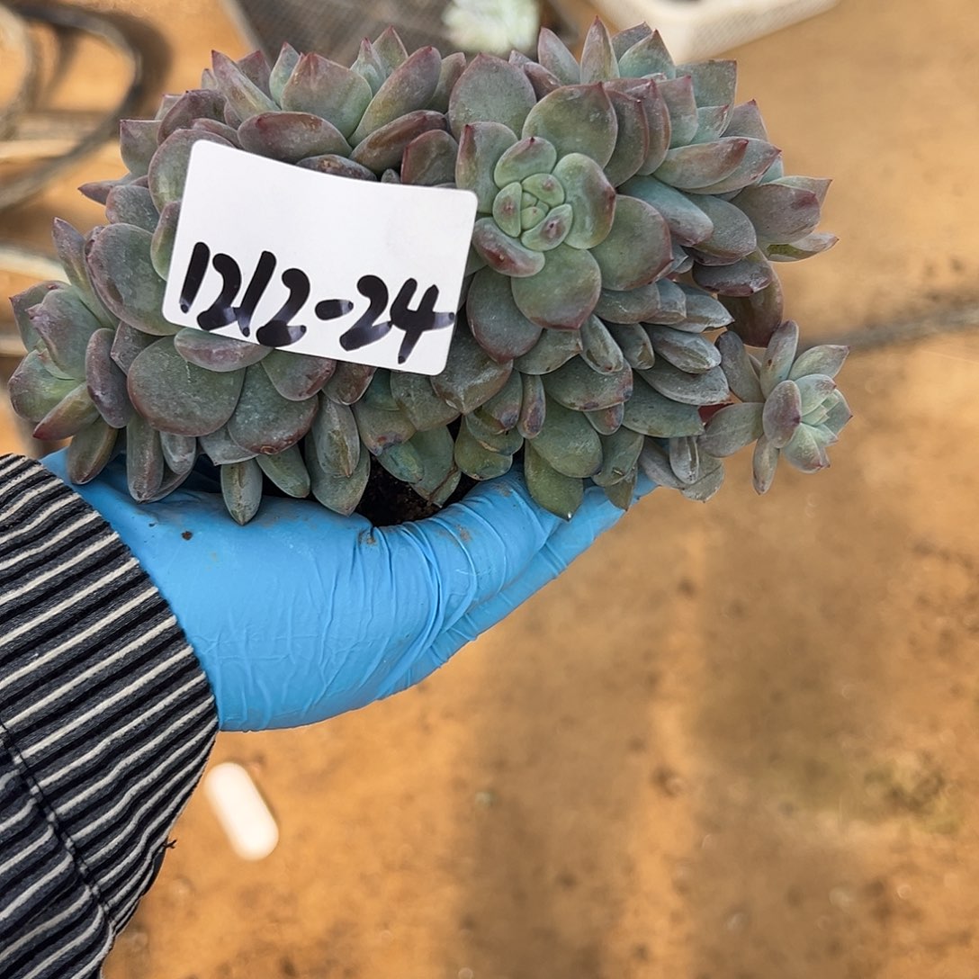 1212-24星影朵朵缀多肉