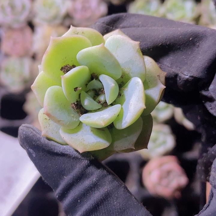 31精品静夜2颗一组