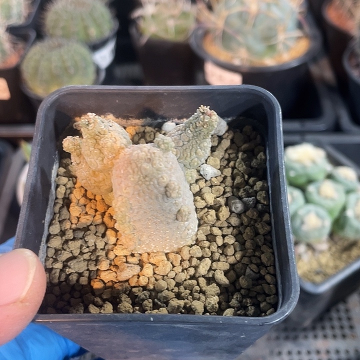 516蛇提玉仙人球，