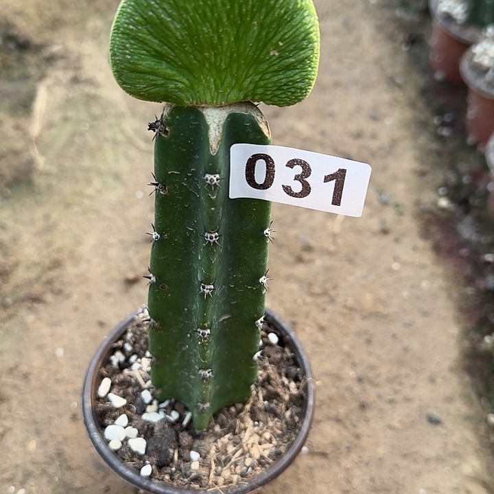 季***末无花朵嫁接青蛇缀031