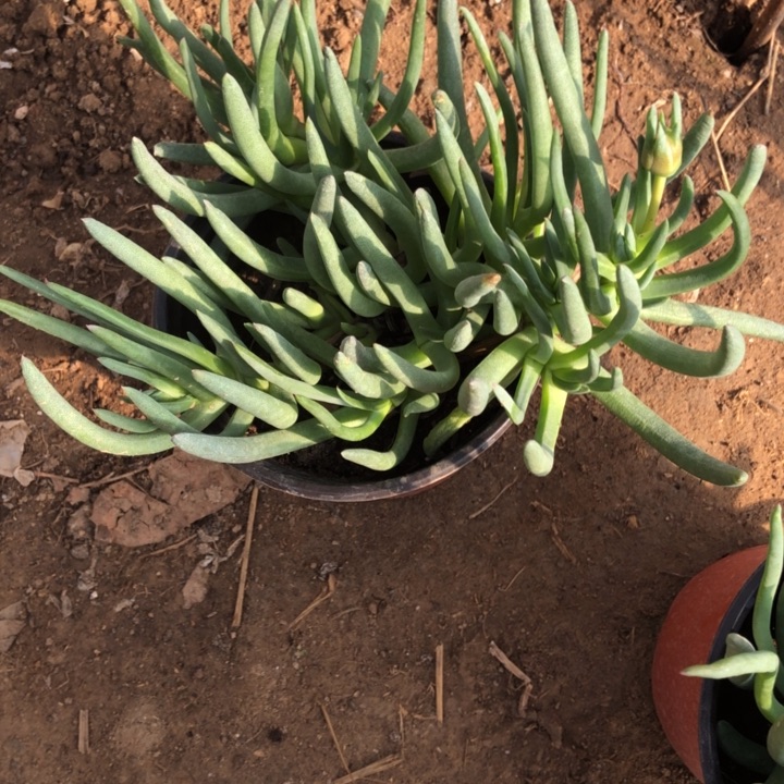 奔龙一物一拍249号