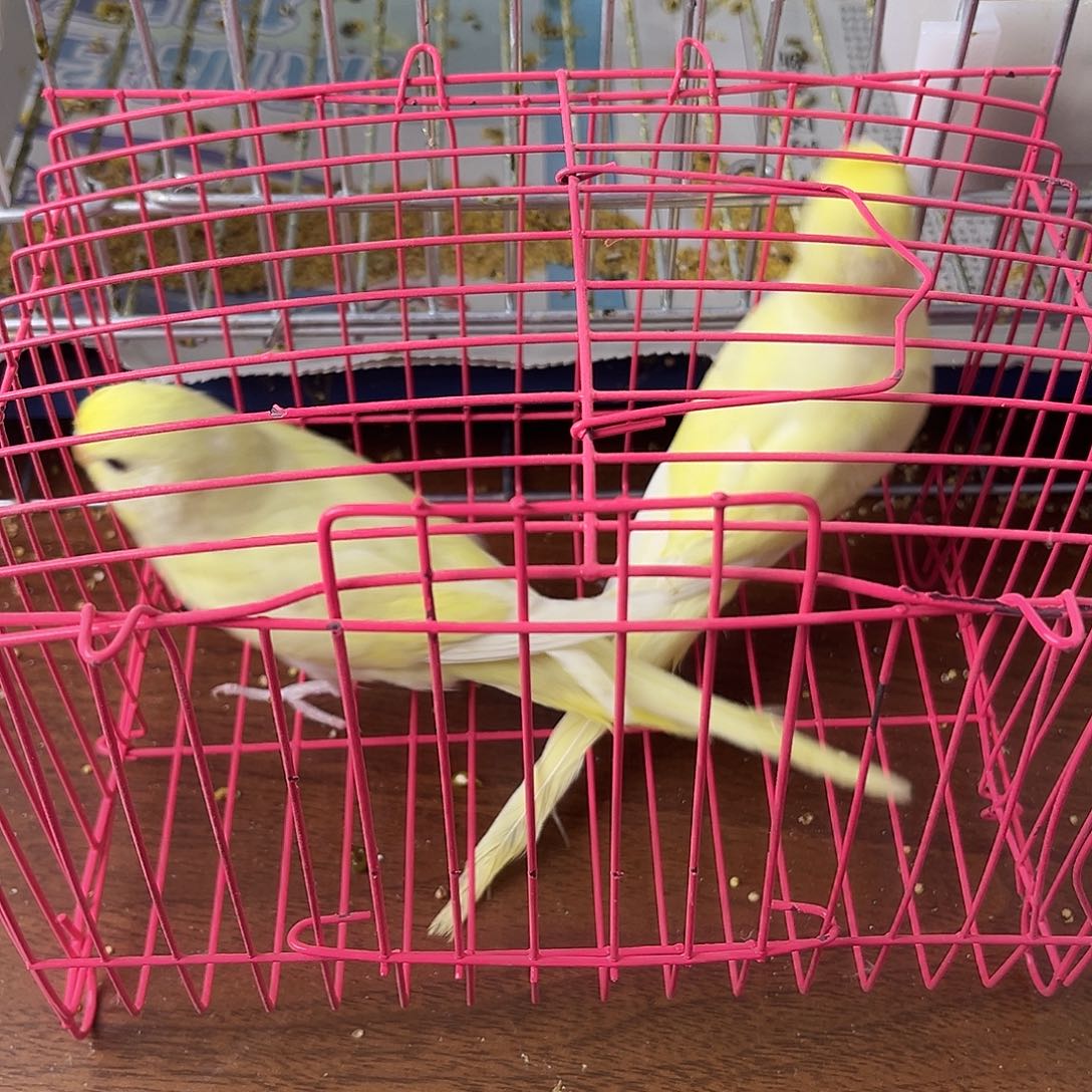 虎皮鹦鹉金彩鹦鹉