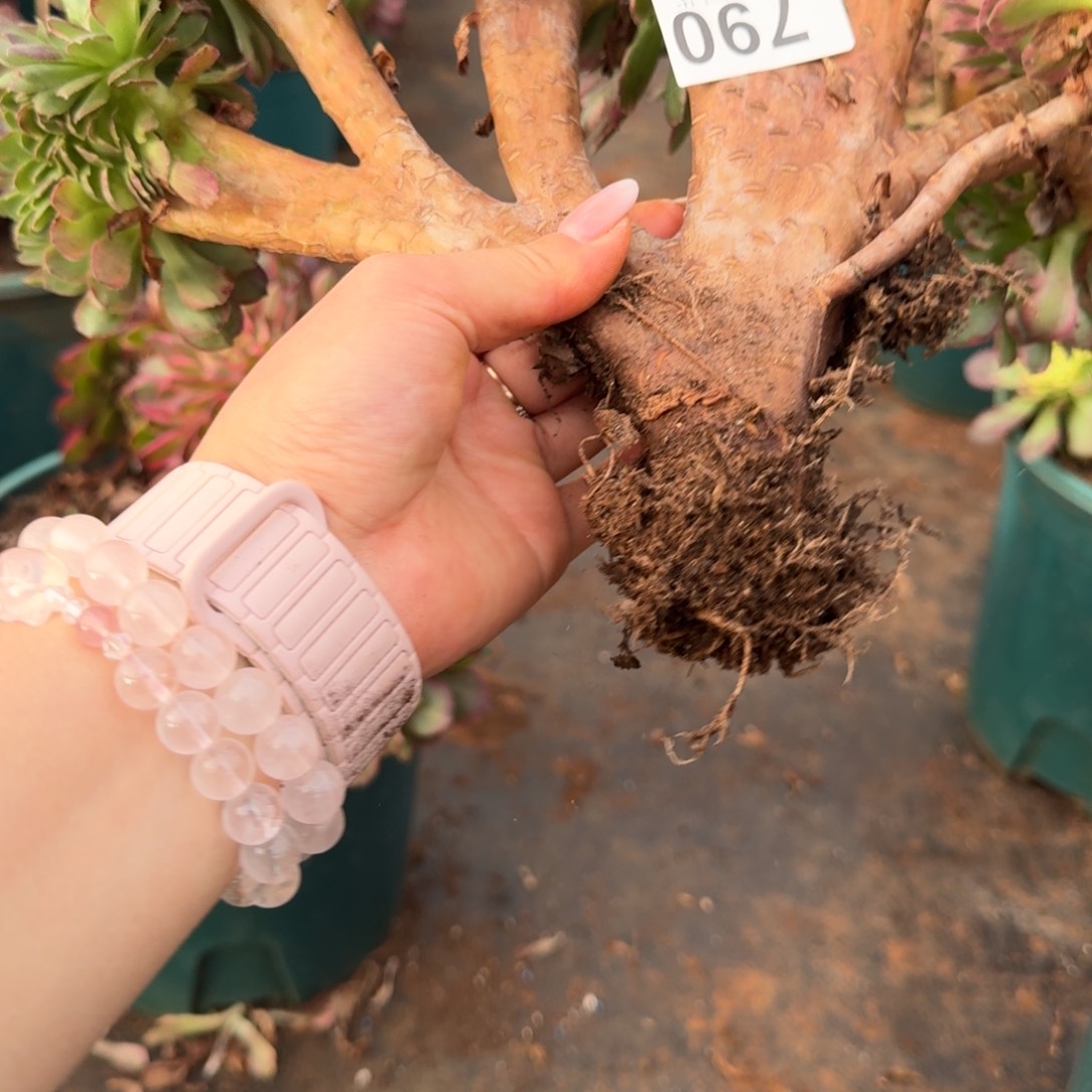 燕***大790海王缀化多肉植物满28包邮