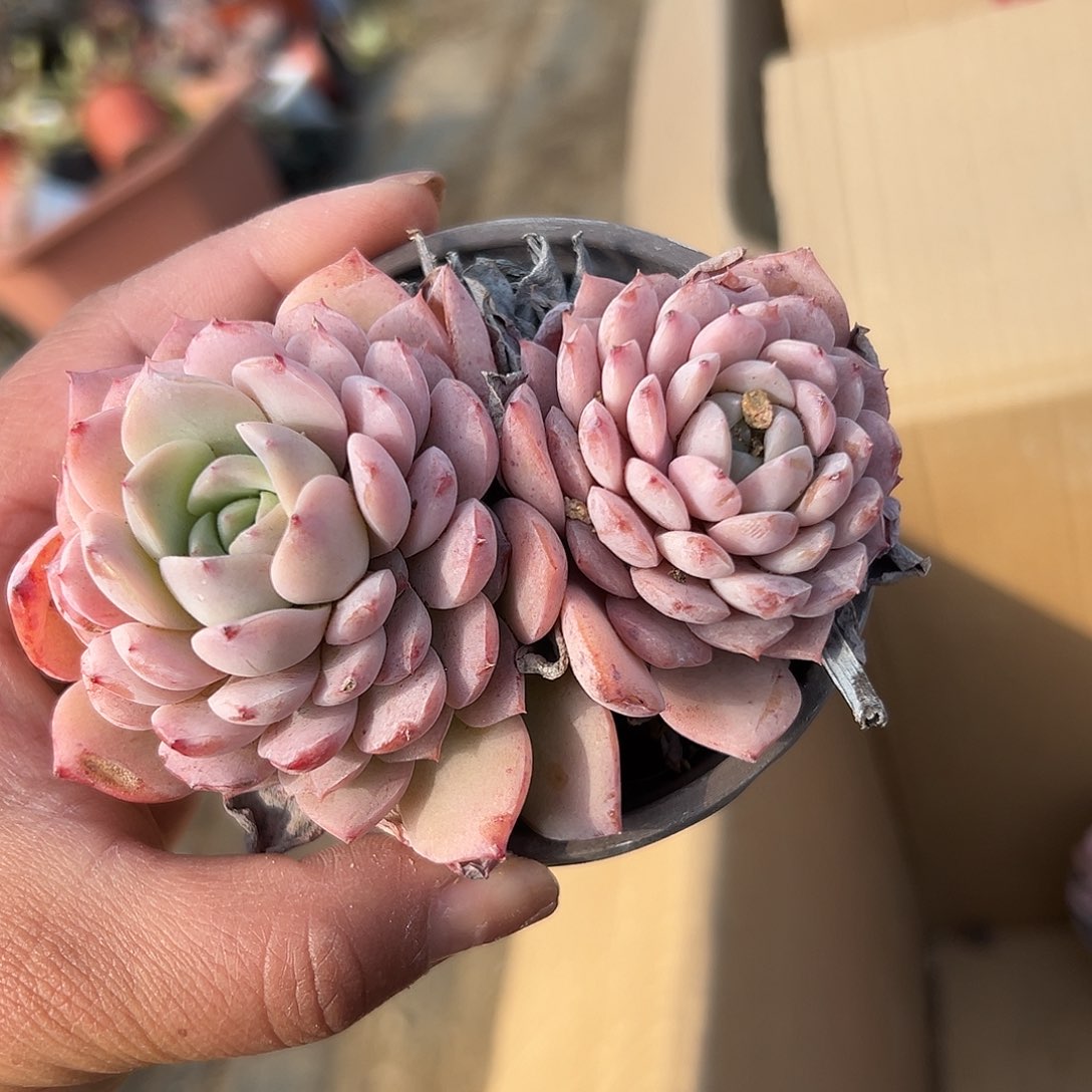 多肉植物恩宠多肉植物