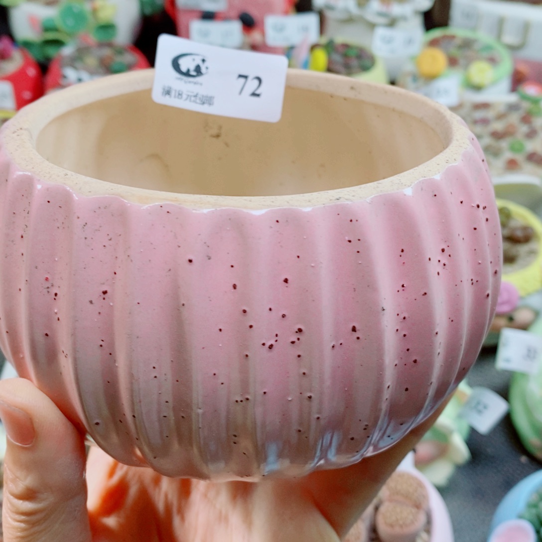 鲸***喜生石花花花哈哈哈哈哈哈72