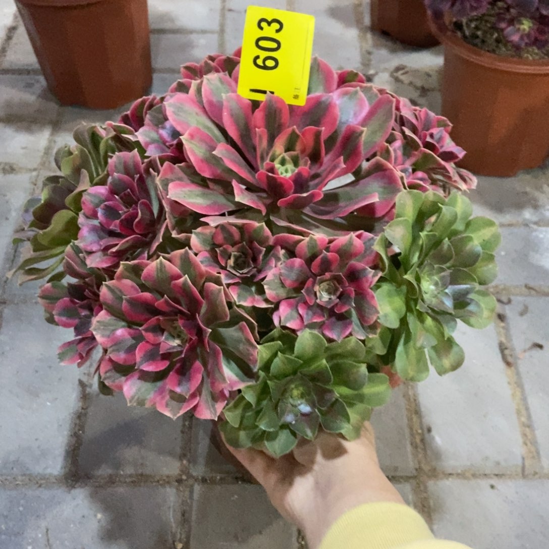 红粉佳人603冠服30