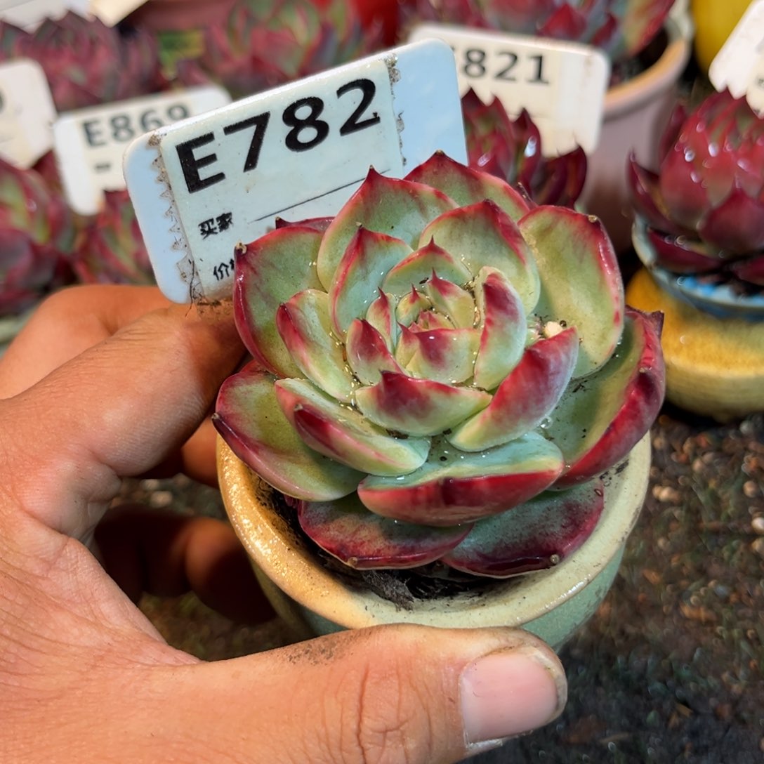 惊鸿一瞥782号多肉