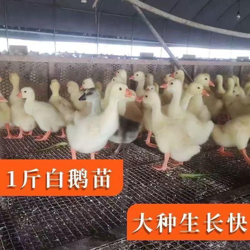 1斤重(宠物高产鹅)  顺丰包邮到家