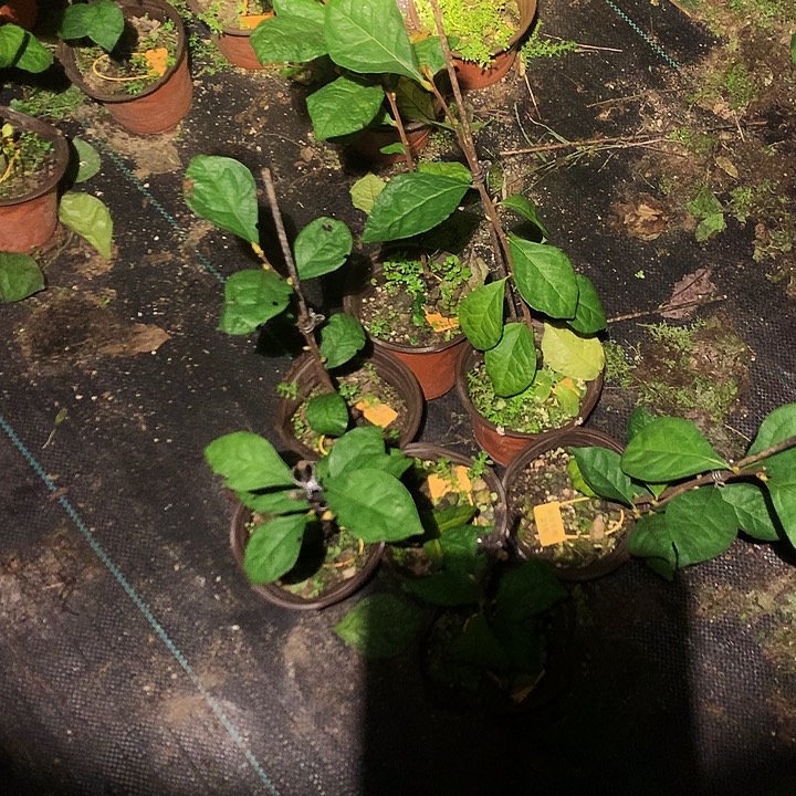 完全开放218嫁接苗38.8