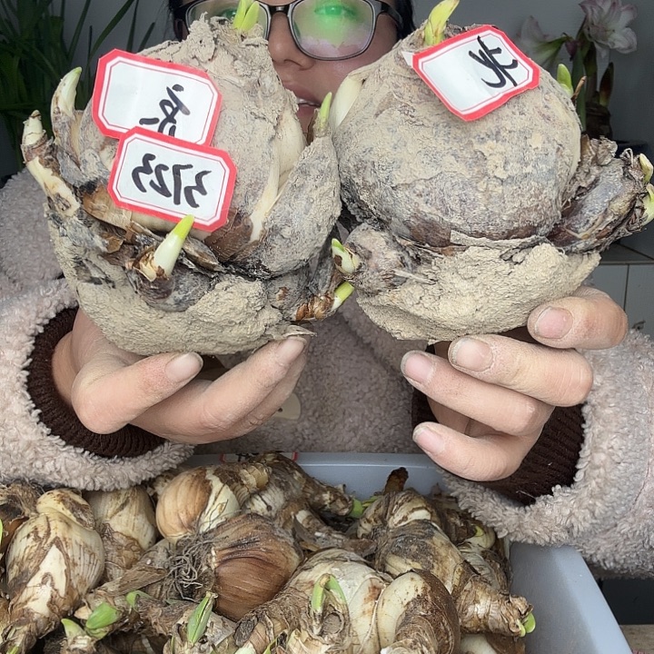 花***子亲水仙北京2个26/28