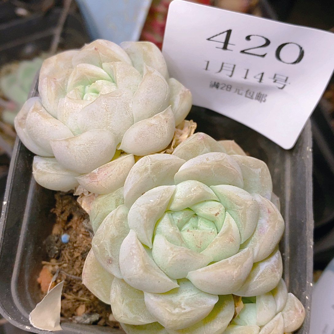 【闪购商品】云420