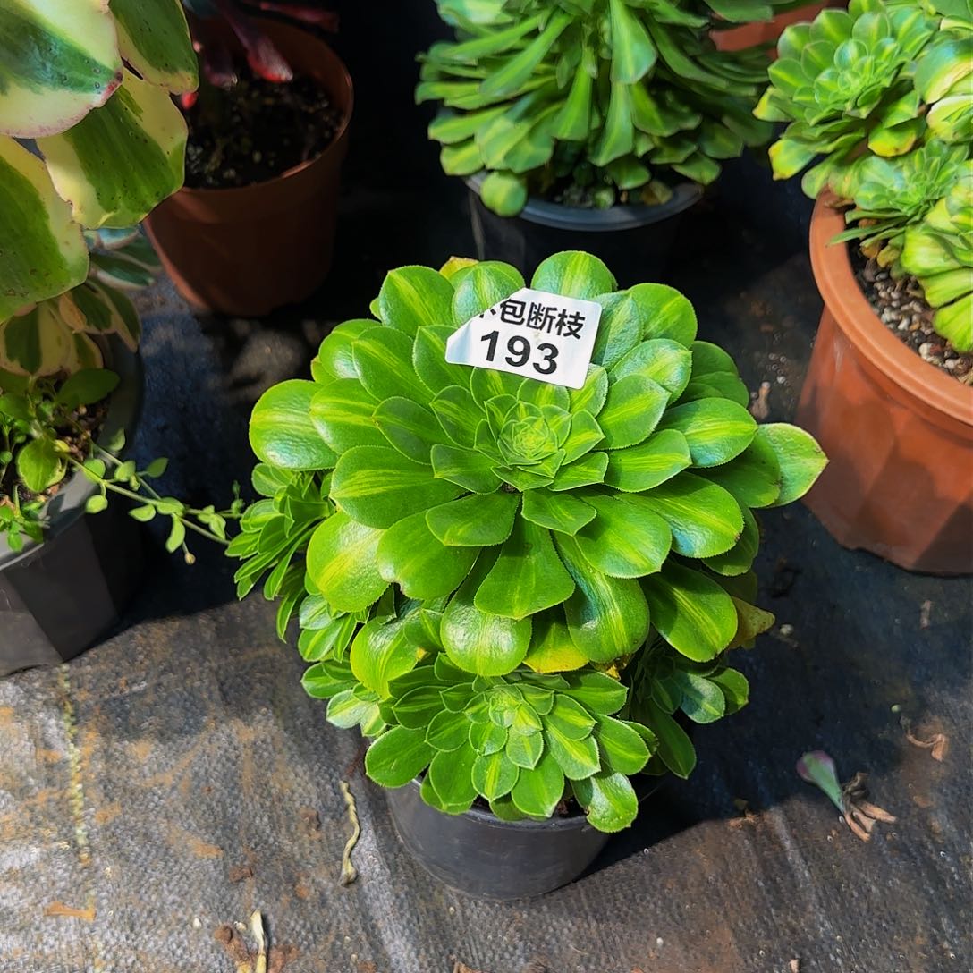 姐*193多肉法师锦1111