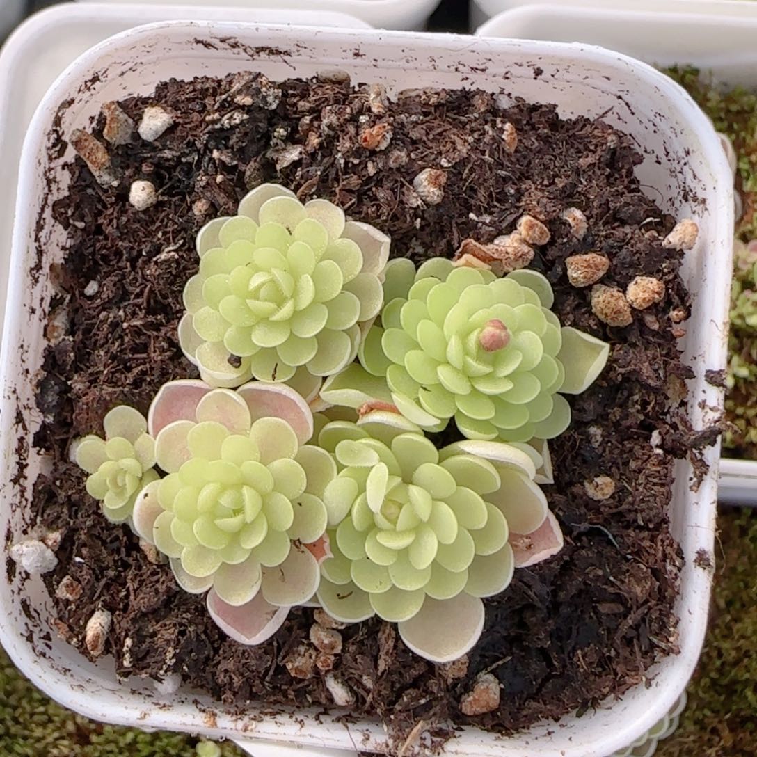 花语多肉1212-87爱丽丝