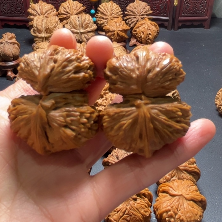 白狮子小连体42尺寸核桃哈哈哈哈哈哈哈