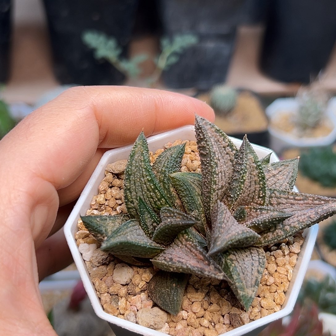 丸叶锦带桥硬叶十二卷双头