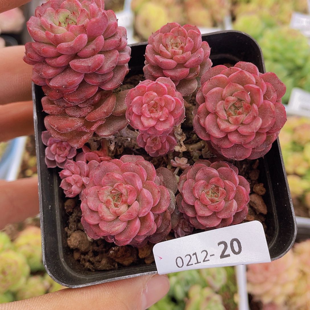 0000000000000020一物一拍