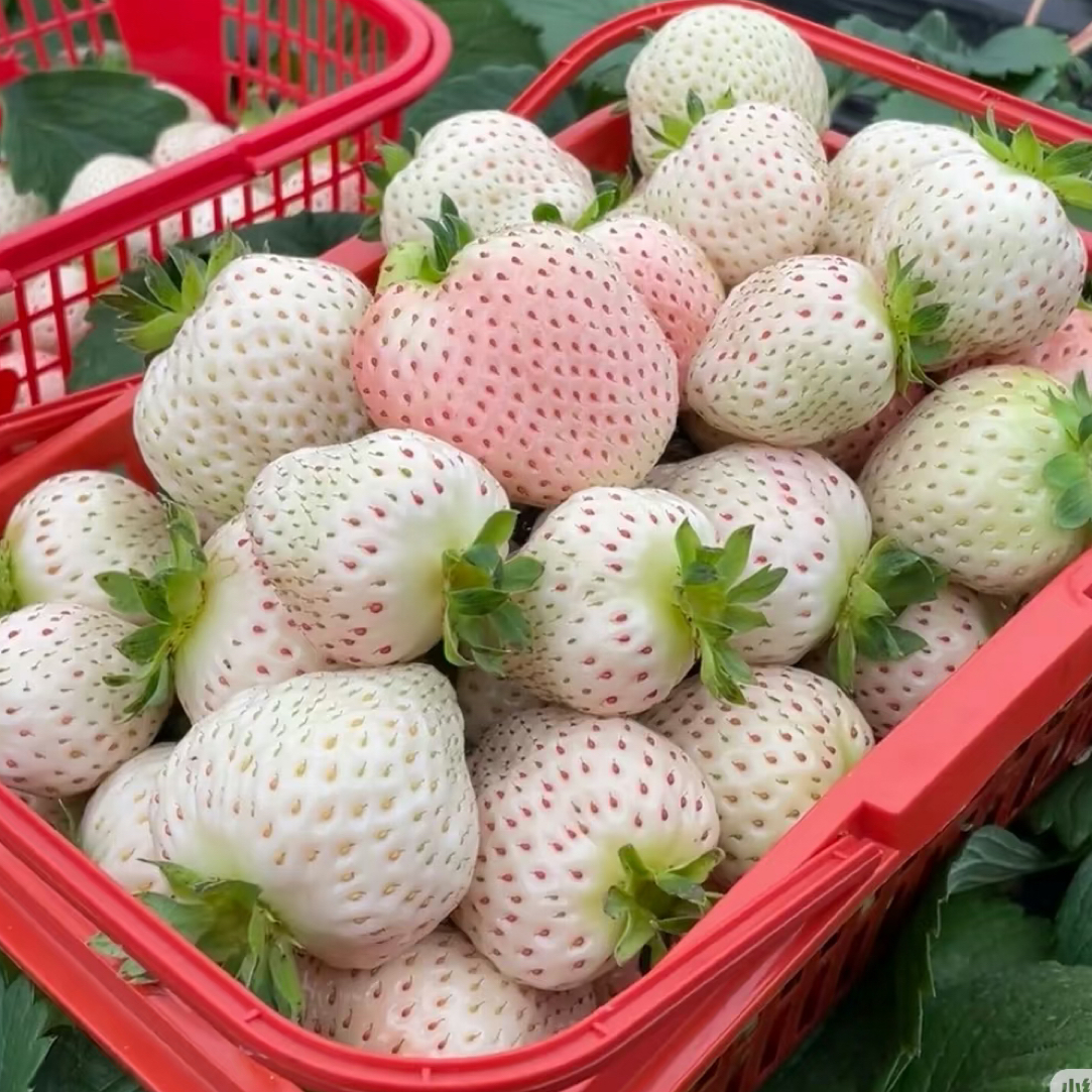 【济南淡雪草莓】次日达顺丰包邮脆酸甜山东省
