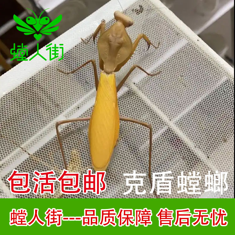 【新奇宠物】马来西亚克氏盾螳螂大型螳螂爬虫宠物昆虫螳人街