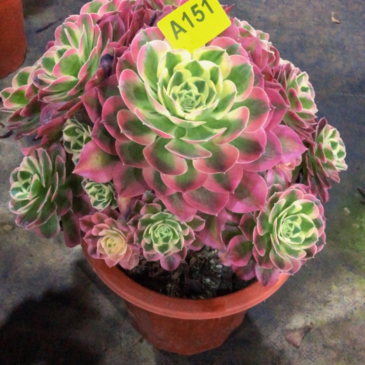 绿体女巫多肉15100000000