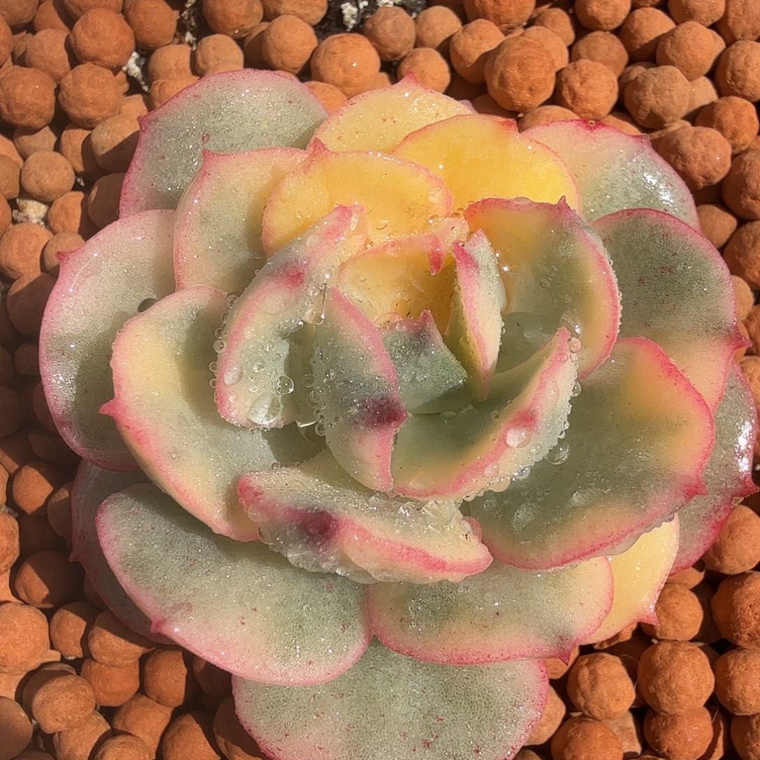 般若锦，多肉植物