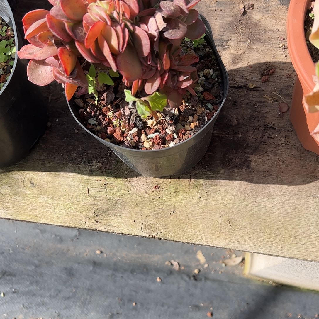 一***刘金凤凰缀多肉植物脱土