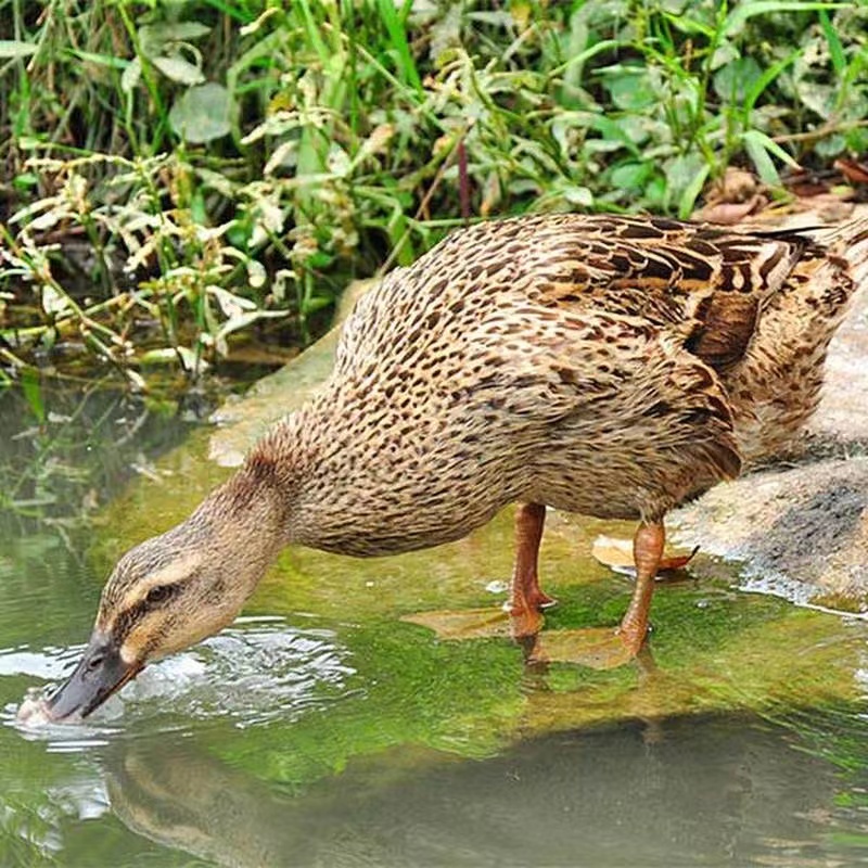 宠物鸭绿头鸭易饲养观赏鸭金锭鸭