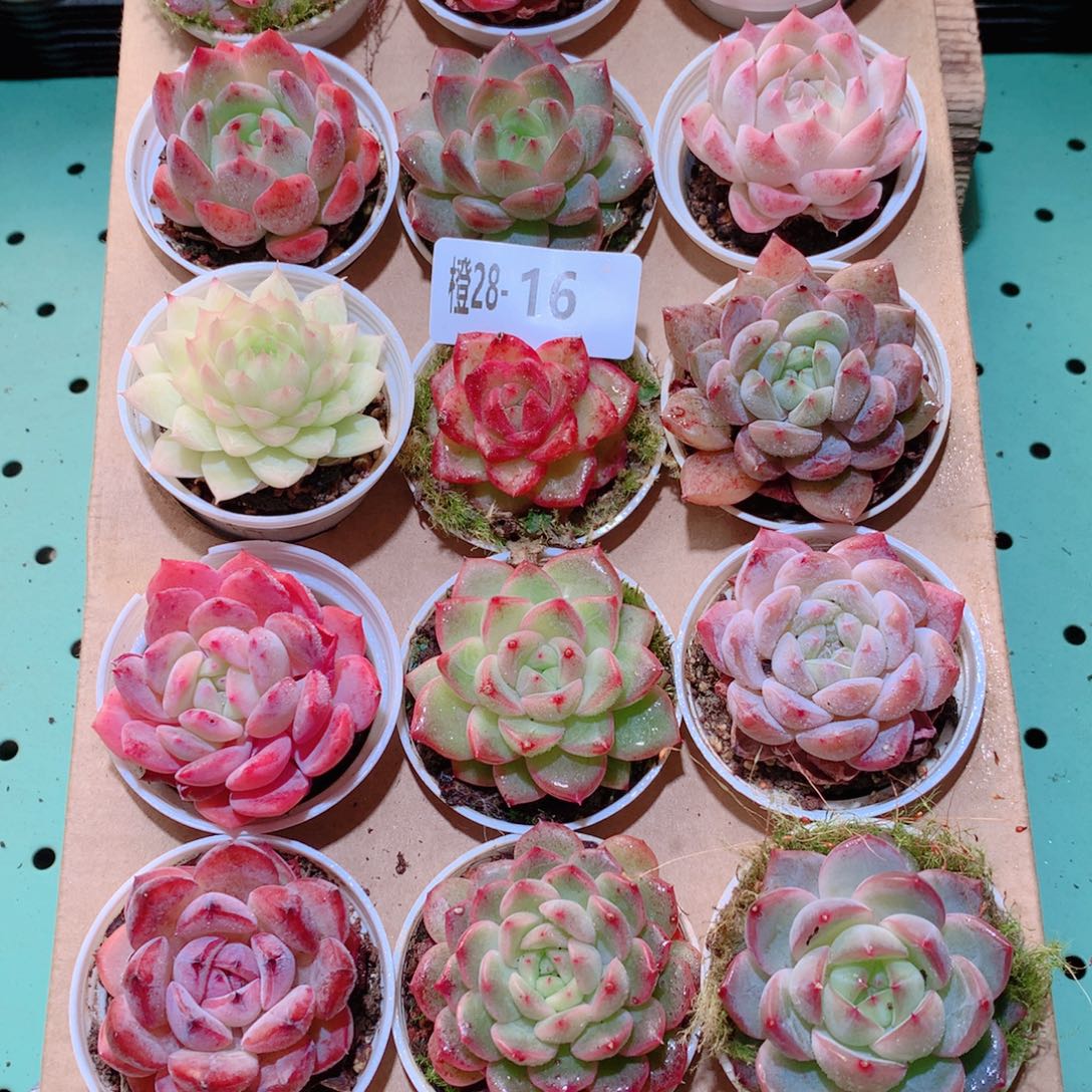 28-16一物一拍多肉带盆18颗