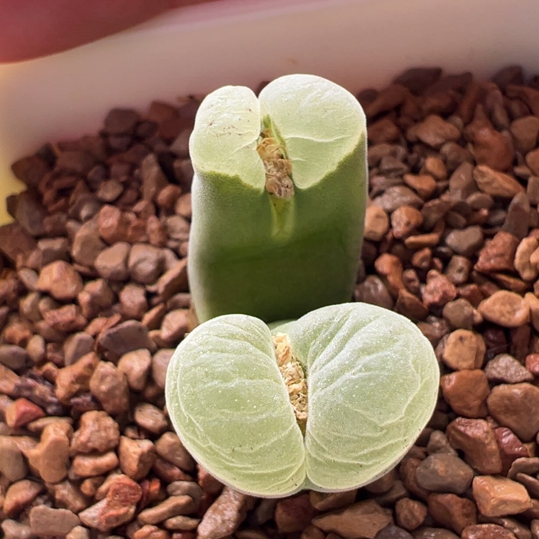 416。青蛙优选2151双头大母本