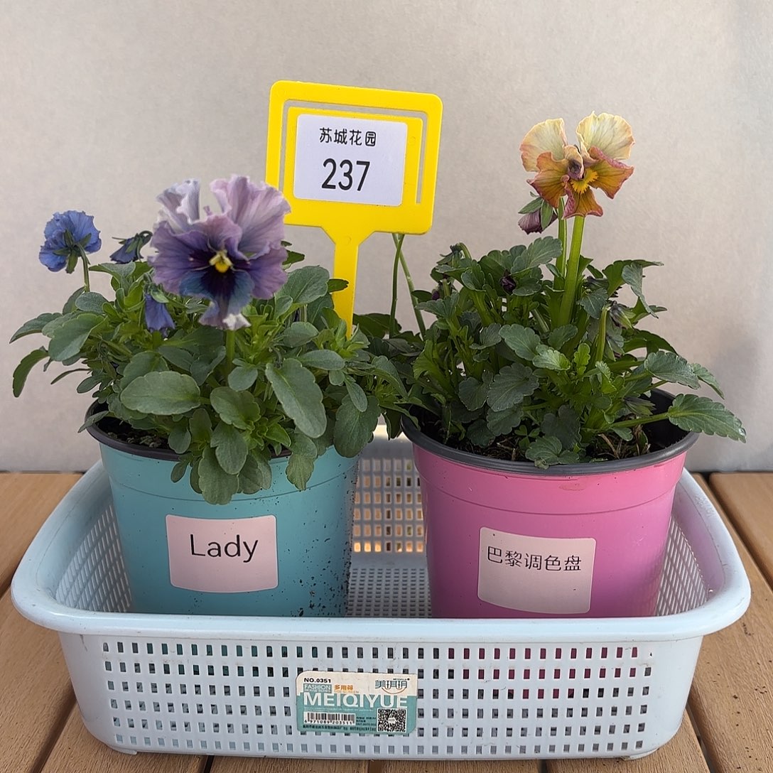 大部分开放少量花苞237