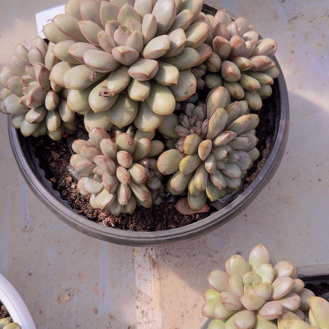 春****2714葡萄多肉植物