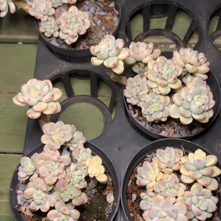 劳尔锦群生量拍发