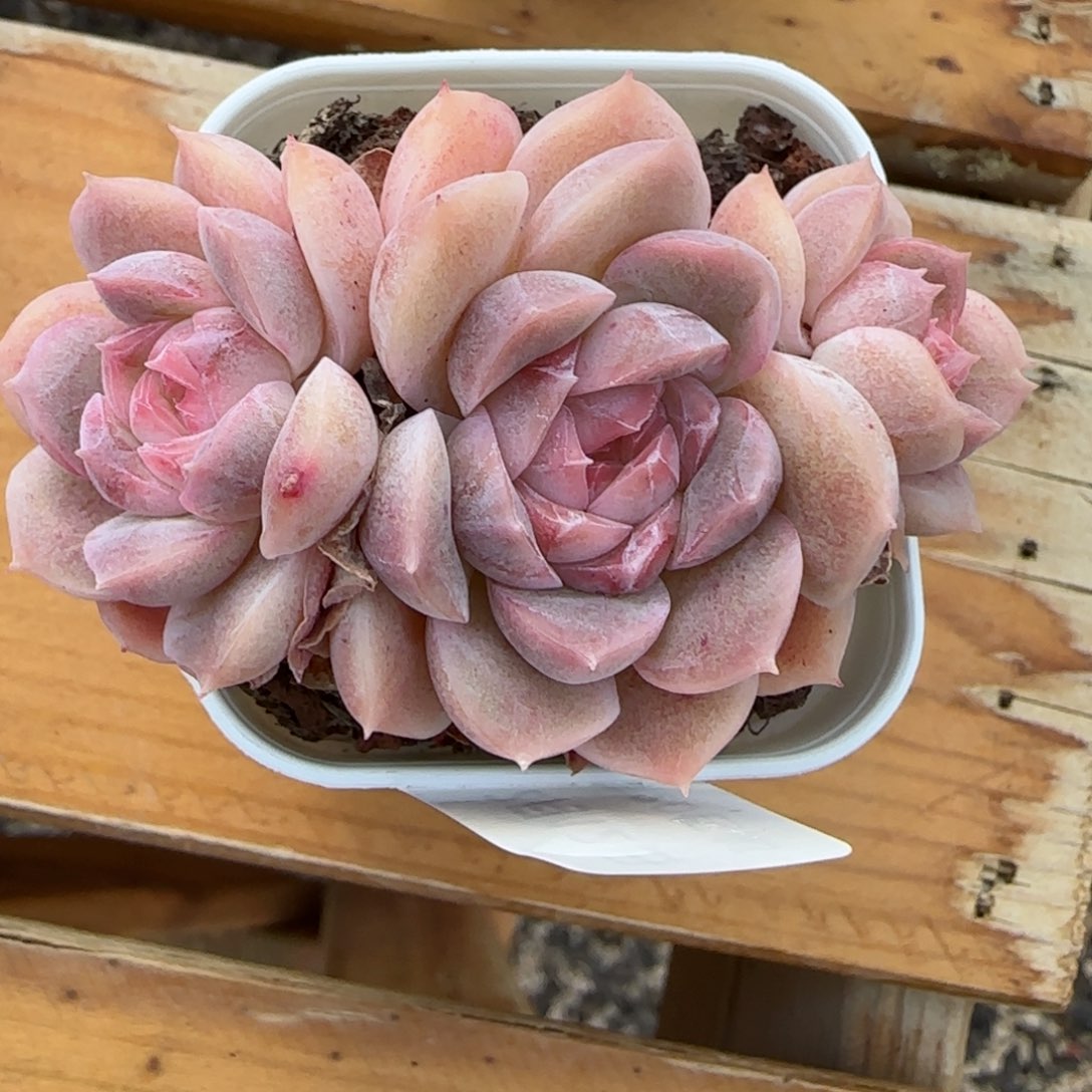 花语逸境0212-222