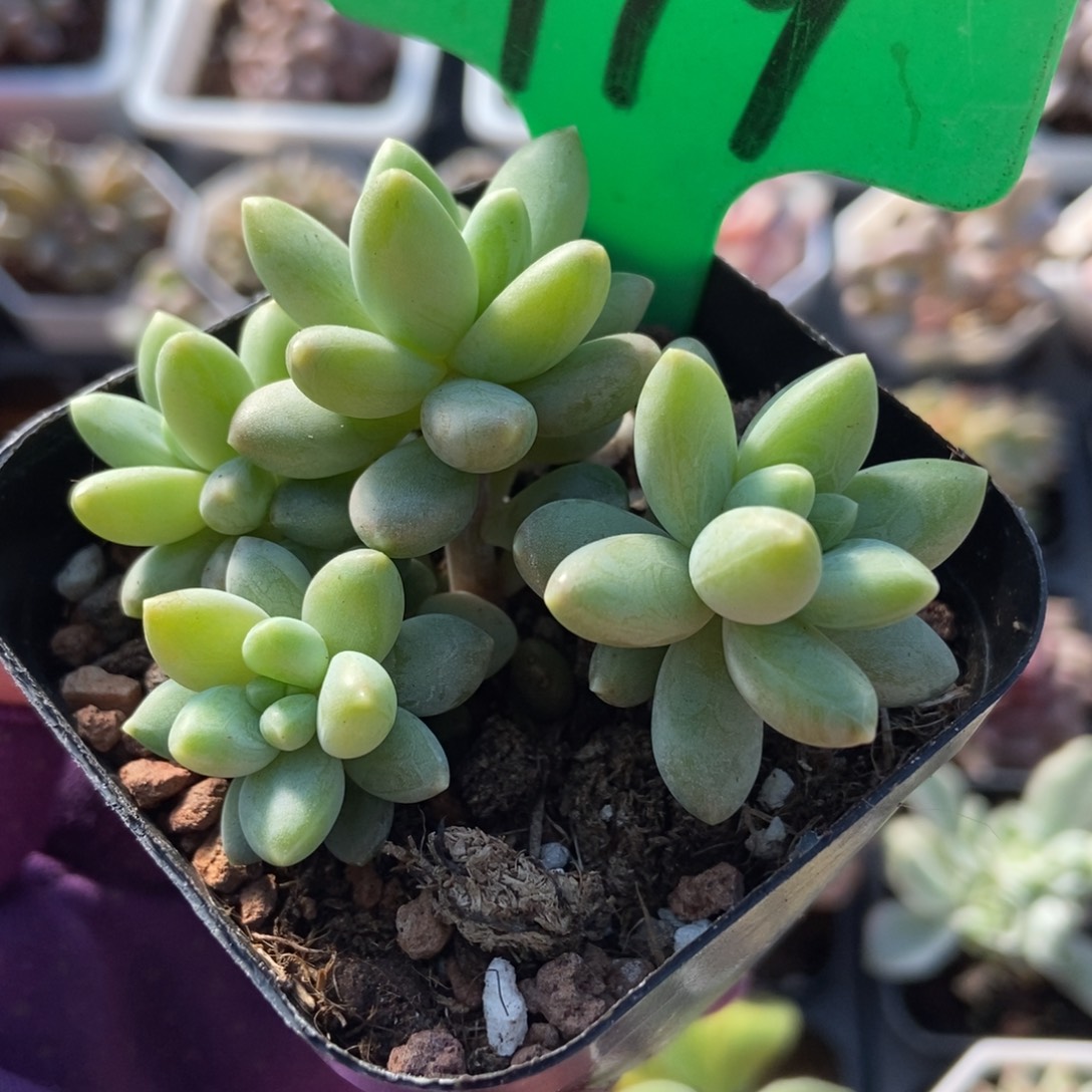 919阿蒂斯托多肉植物