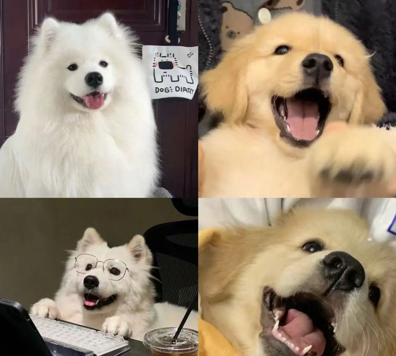 宠物狗狗金毛拉布拉多哈士奇萨姆阿拉斯加比格比熊泰迪德牧柴犬