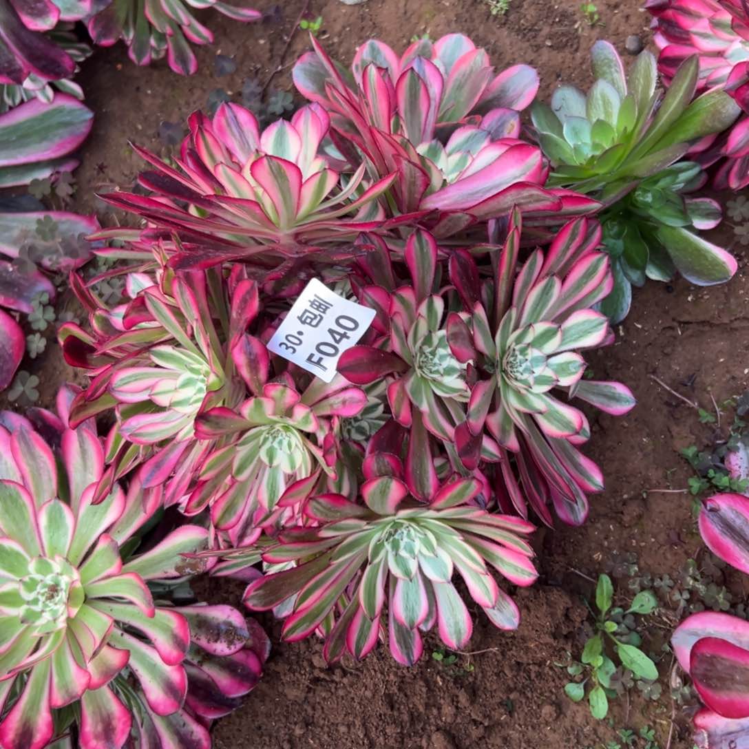 040红白多肉法师