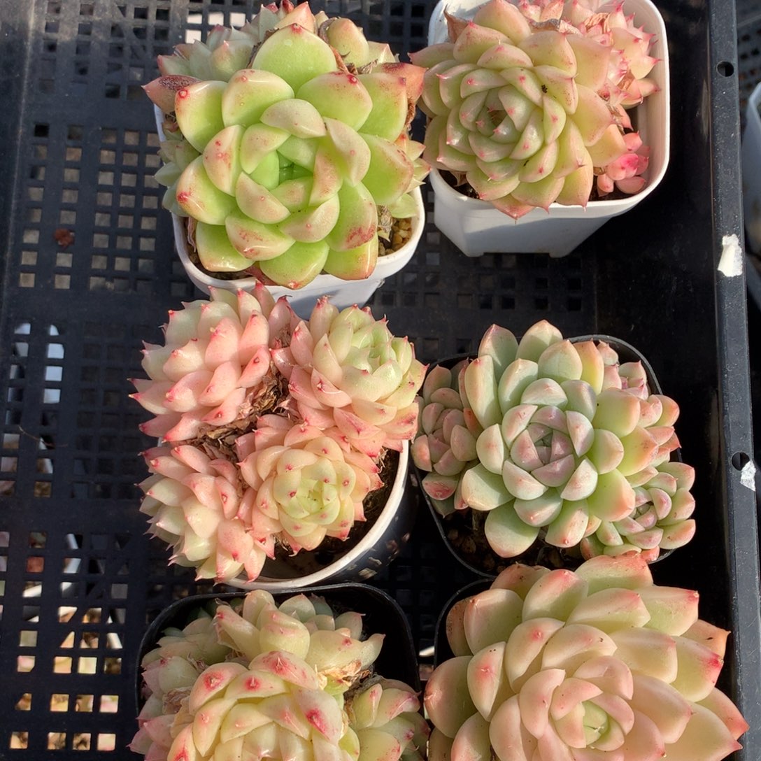 1208-36 套餐一组