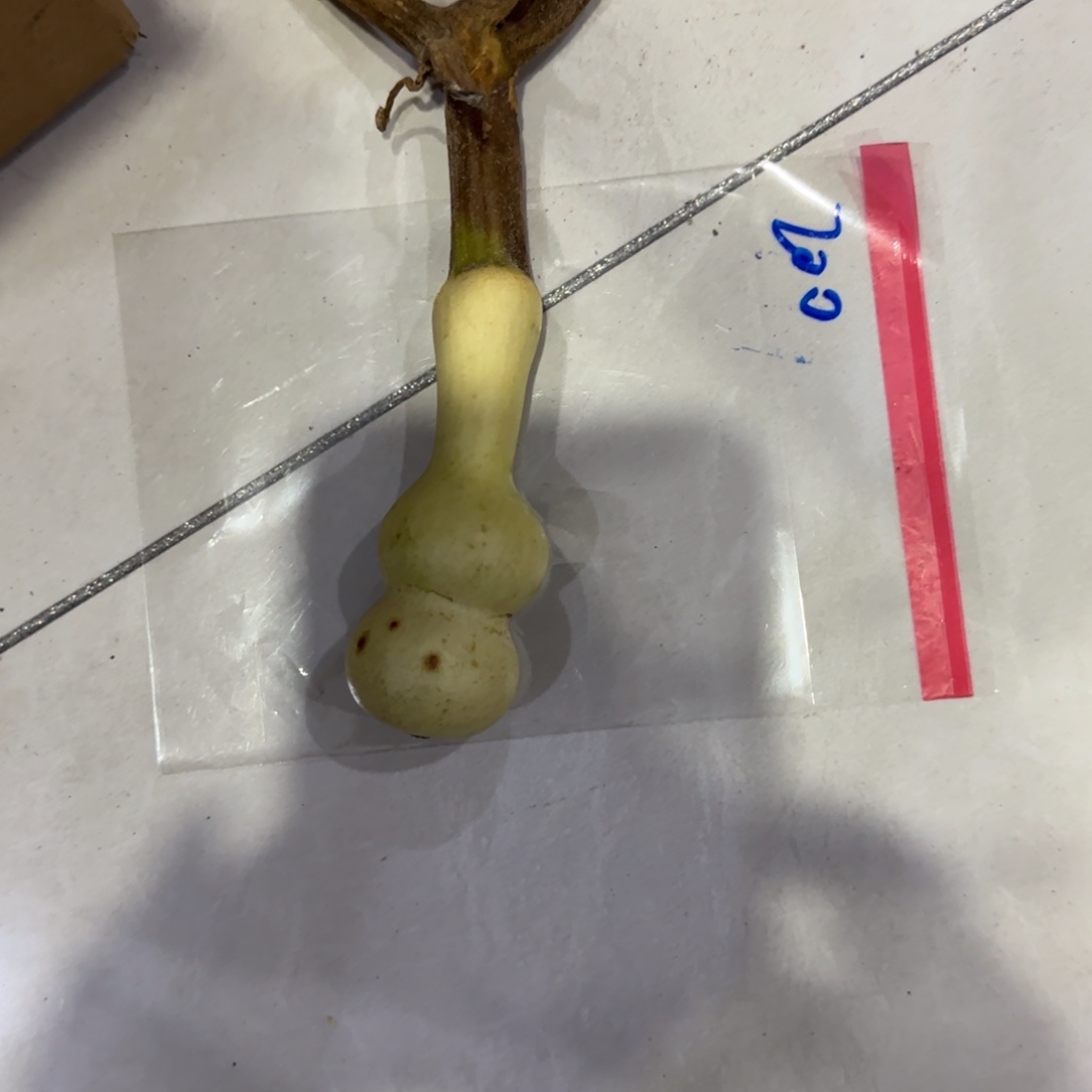 老***山青皮不包成，，，，，，，，，，，。，