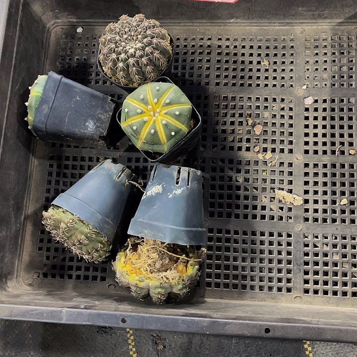 邪***猫84号筐带盆土发货