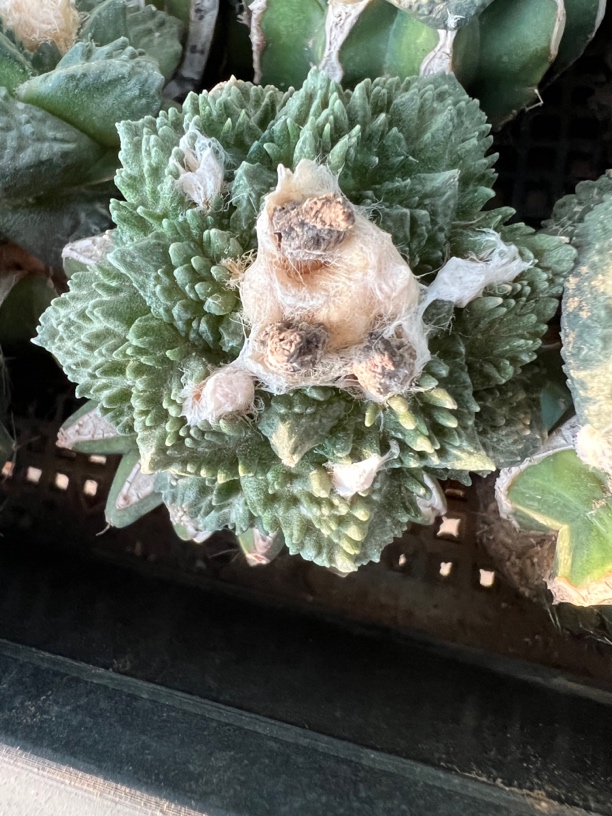 苗接菜花哥斯拉怒涛牡丹