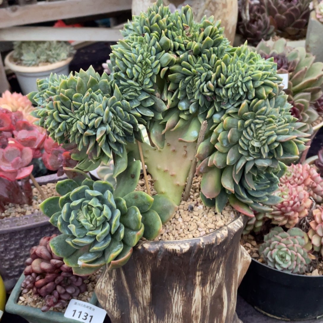 小****翠鸟缀化多肉植物一物一拍