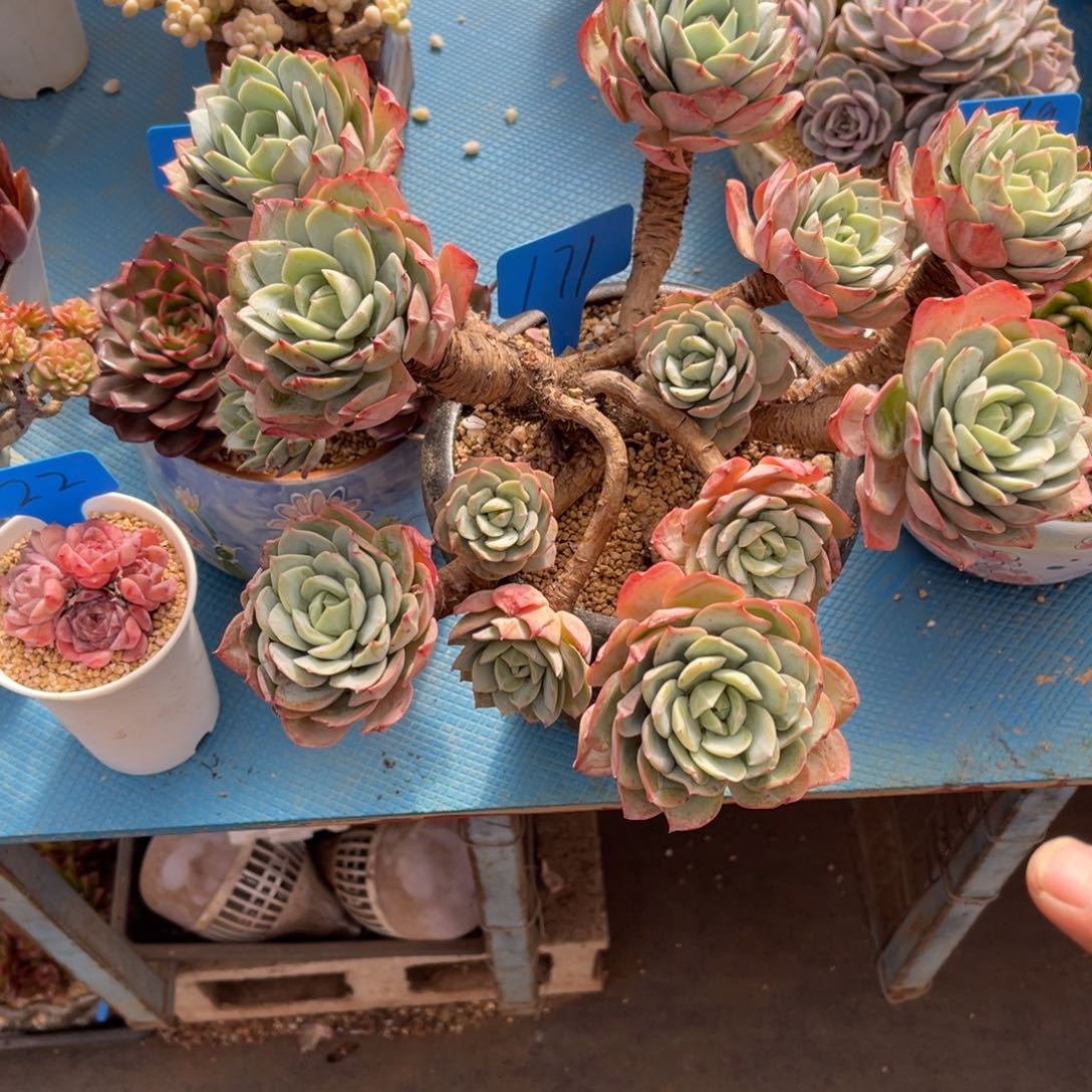 茶**夭171恋曲多肉植物