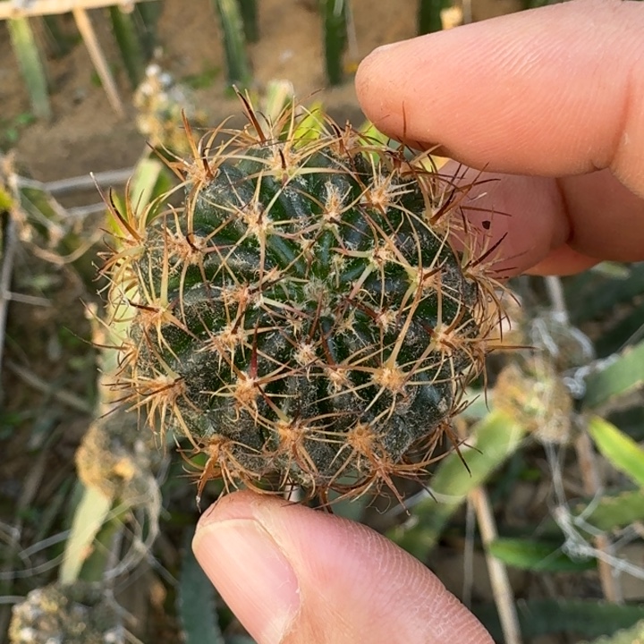 260无名新品荷花歪3公分左右无根侧牙，20包邮