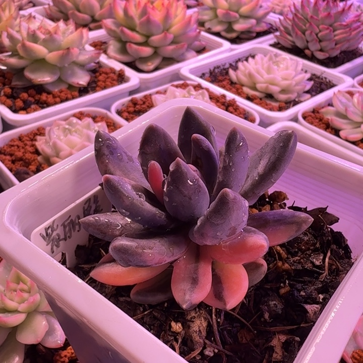 紫丽殿锦多肉植物