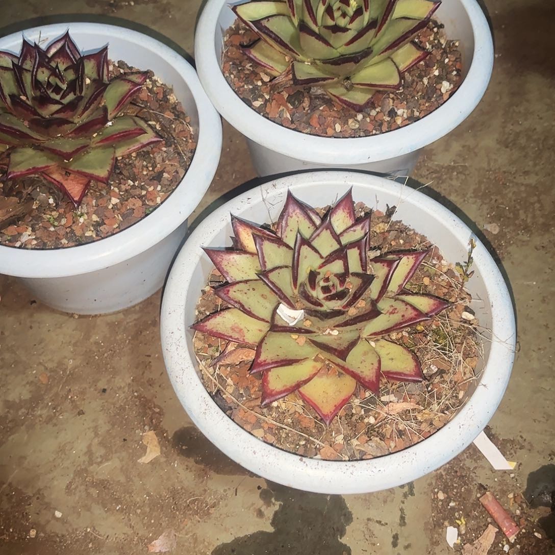 乌木三科福利wwwwww