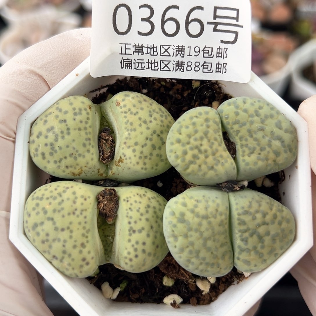 好养易活生石花大母本0366